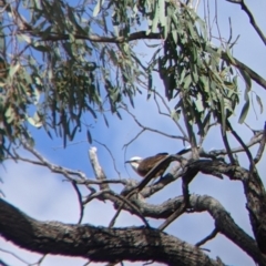 Pomatostomus temporalis temporalis (Grey-crowned Babbler) at Wandella, VIC - 23 Oct 2021 by Darcy