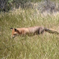 Vulpes vulpes (Red Fox) at Wandella, VIC - 24 Oct 2021 by Darcy