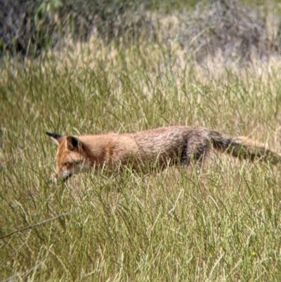 Vulpes vulpes (Red Fox) at Wandella, VIC - 23 Oct 2021 by Darcy