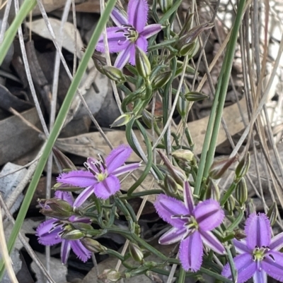 Thysanotus patersonii (Twining Fringe Lily) at Bruce Ridge to Gossan Hill - 26 Oct 2021 by JVR