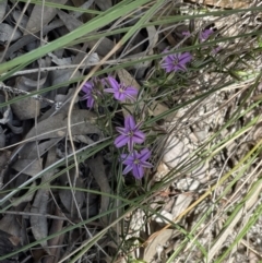 Thysanotus patersonii at Bruce, ACT - 26 Oct 2021 01:34 PM