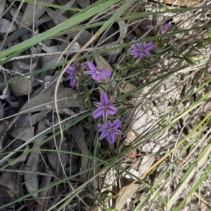 Thysanotus patersonii at Bruce, ACT - 26 Oct 2021