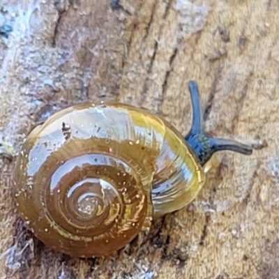 Oxychilus alliarius (Garlic Snail) at Lyneham, ACT - 26 Oct 2021 by trevorpreston