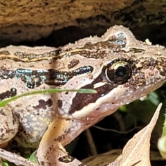 Limnodynastes peronii (Brown-striped Frog) at Lyneham, ACT - 26 Oct 2021 by tpreston