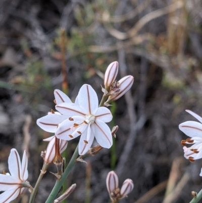 Asphodelus fistulosus (Onion Weed) at Wandella, VIC - 23 Oct 2021 by Darcy