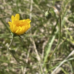 Microseris walteri at Bruce, ACT - 26 Oct 2021