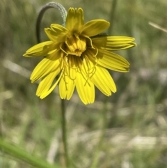 Microseris walteri at Bruce, ACT - 26 Oct 2021