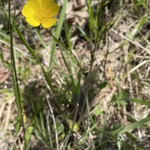 Ranunculus lappaceus at Bruce, ACT - 26 Oct 2021 02:16 PM