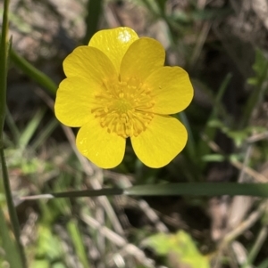 Ranunculus lappaceus at Bruce, ACT - 26 Oct 2021 02:16 PM