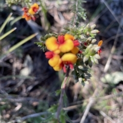 Dillwynia phylicoides (A Parrot-pea) at Flea Bog Flat, Bruce - 26 Oct 2021 by JVR