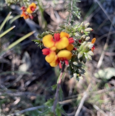 Dillwynia phylicoides (A Parrot-pea) at Flea Bog Flat, Bruce - 26 Oct 2021 by JVR