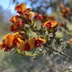 Dillwynia phylicoides at Bruce, ACT - 26 Oct 2021 02:30 PM