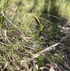 Diuris sulphurea (Tiger Orchid) at Mulligans Flat - 25 Oct 2021 by JasonC