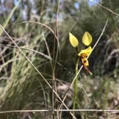 Diuris sulphurea (Tiger Orchid) at Mulligans Flat - 25 Oct 2021 by JasonC