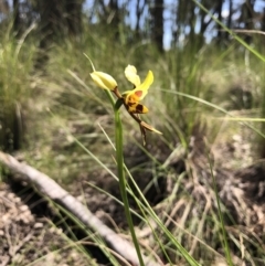 Diuris sulphurea (Tiger Orchid) at Mulligans Flat - 25 Oct 2021 by JasonC