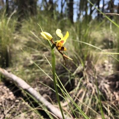 Diuris sulphurea (Tiger Orchid) at Throsby, ACT - 25 Oct 2021 by JasonC