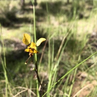 Diuris pardina (Leopard Doubletail) at Throsby, ACT - 26 Oct 2021 by JasonC