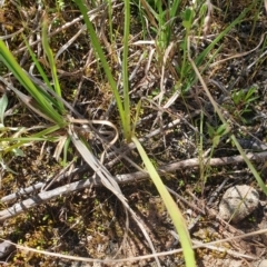 Diuris sp. at Molonglo Valley, ACT - 26 Oct 2021