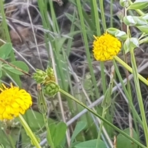 Calotis lappulacea at Watson, ACT - 23 Oct 2021