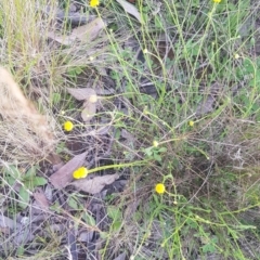 Calotis lappulacea at Watson, ACT - 23 Oct 2021