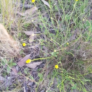 Calotis lappulacea at Watson, ACT - 23 Oct 2021 06:40 PM