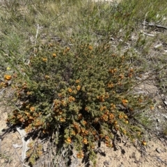 Pultenaea procumbens at Bruce, ACT - 26 Oct 2021 02:21 PM