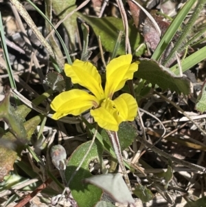 Goodenia hederacea subsp. hederacea at Bruce, ACT - 26 Oct 2021