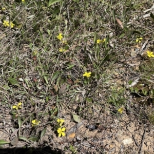 Goodenia hederacea subsp. hederacea at Bruce, ACT - 26 Oct 2021