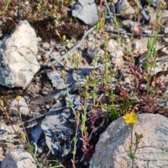 Hypericum gramineum (Small St Johns Wort) at Jerrabomberra, ACT - 26 Oct 2021 by Mike