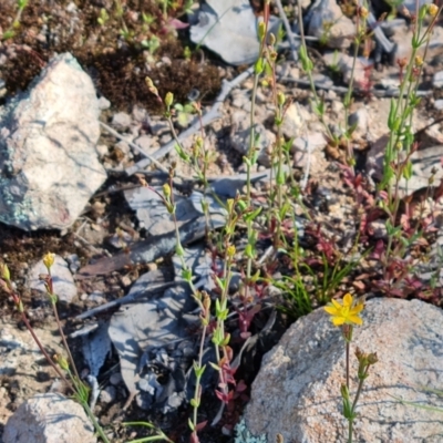 Hypericum gramineum (Small St Johns Wort) at Jerrabomberra, ACT - 26 Oct 2021 by Mike