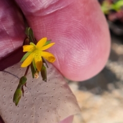 Hypericum gramineum at Jerrabomberra, ACT - 26 Oct 2021 03:40 PM