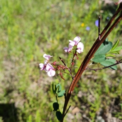 Indigofera australis subsp. australis (Australian Indigo) at Wanniassa Hill - 26 Oct 2021 by Mike