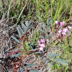 Indigofera australis subsp. australis at Jerrabomberra, ACT - 26 Oct 2021 03:23 PM