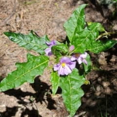 Solanum cinereum (Narrawa Burr) at Jerrabomberra, ACT - 26 Oct 2021 by Mike