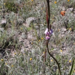 Diuris punctata var. punctata (Purple Donkey Orchid) at Tuggeranong Hill - 26 Oct 2021 by jamesjonklaas