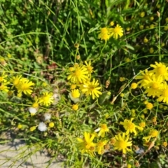 Senecio madagascariensis (Madagascan Fireweed, Fireweed) at Fadden, ACT - 26 Oct 2021 by Mike