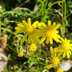 Senecio madagascariensis at Fadden, ACT - 26 Oct 2021