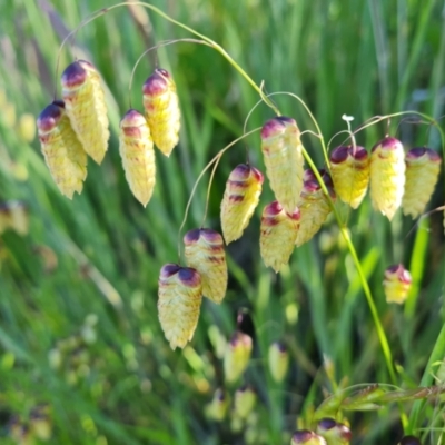 Briza maxima (Quaking Grass, Blowfly Grass) at Jerrabomberra, ACT - 26 Oct 2021 by Mike