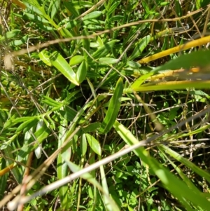 Gazania x splendens at Jerrabomberra, ACT - 26 Oct 2021