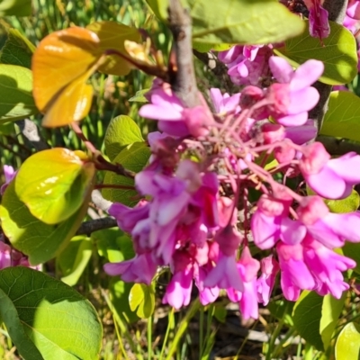 Cercis siliquastrum (Judas Tree) at Jerrabomberra, ACT - 26 Oct 2021 by Mike