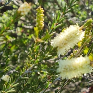 Melaleuca parvistaminea at Jerrabomberra, ACT - 26 Oct 2021