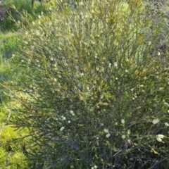 Melaleuca parvistaminea at Jerrabomberra, ACT - 26 Oct 2021