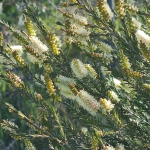 Melaleuca parvistaminea at Jerrabomberra, ACT - 26 Oct 2021