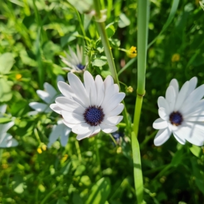 Dimorphotheca ecklonis (South African Daisy) at Jerrabomberra, ACT - 26 Oct 2021 by Mike