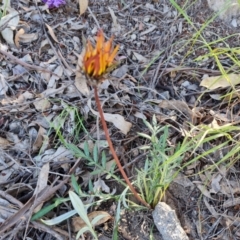 Gazania x splendens (Gazania) at Jerrabomberra, ACT - 26 Oct 2021 by Mike