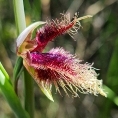 Calochilus platychilus (Purple Beard Orchid) at Stromlo, ACT - 26 Oct 2021 by RobG1