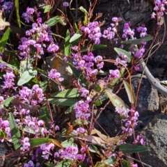 Hardenbergia violacea (False Sarsaparilla) at Jerrabomberra, ACT - 26 Oct 2021 by Mike