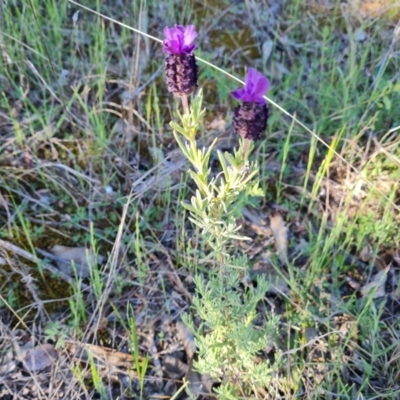 Lavandula stoechas (Spanish Lavender or Topped Lavender) at Jerrabomberra, ACT - 26 Oct 2021 by Mike