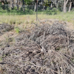 Lavandula stoechas at Jerrabomberra, ACT - 26 Oct 2021