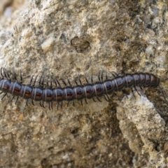 Paradoxosomatidae sp. (family) (Millipede) at Kosciuszko National Park - 24 Oct 2021 by trevsci